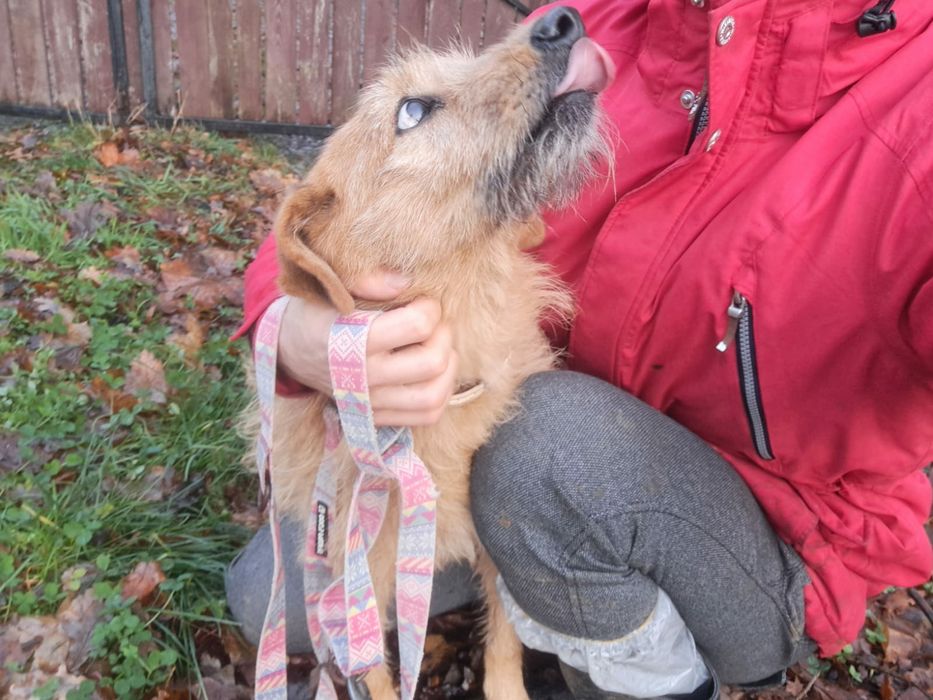 Fina, starsza szorstkowłosa suczka do adopcji