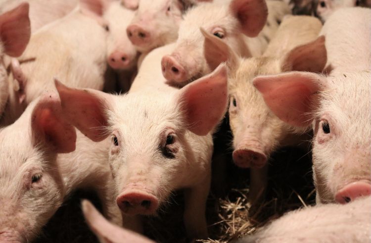 продам поросят 10-13кг