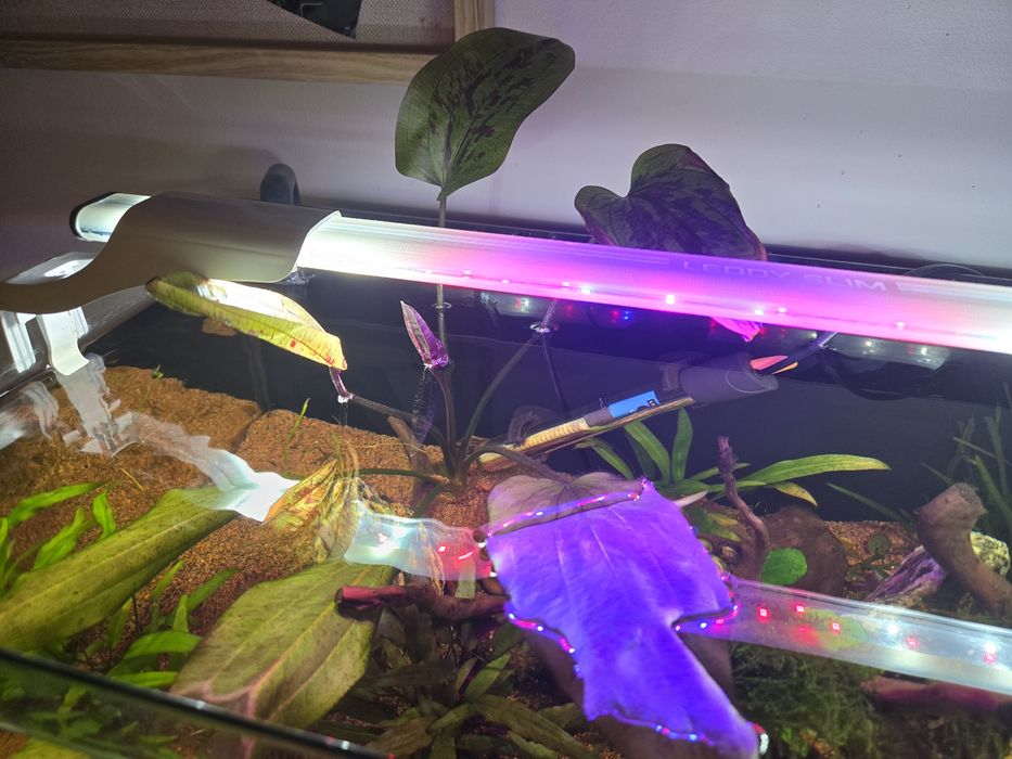 Akwarium 60l sprzedam jak stoi