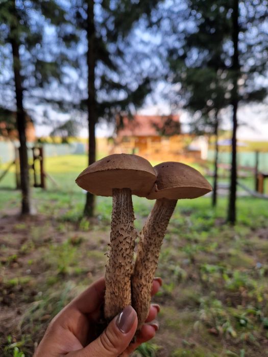 "Zaplecze Lasu" Domek całoroczny z Balią drewniane domki jacuzzi