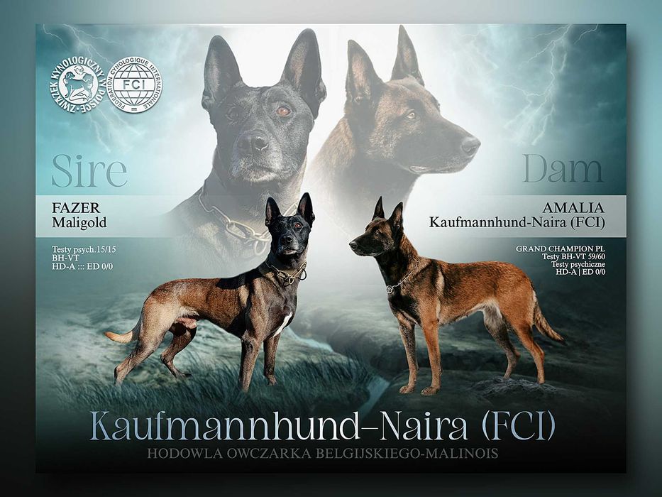 Owczarek Belgijski Malinois - piesek