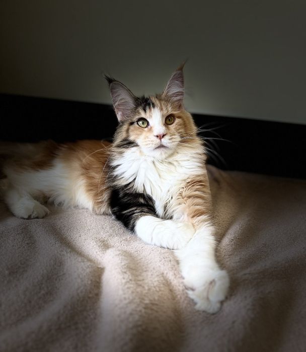 Мейн кун дівчинка з документами.5