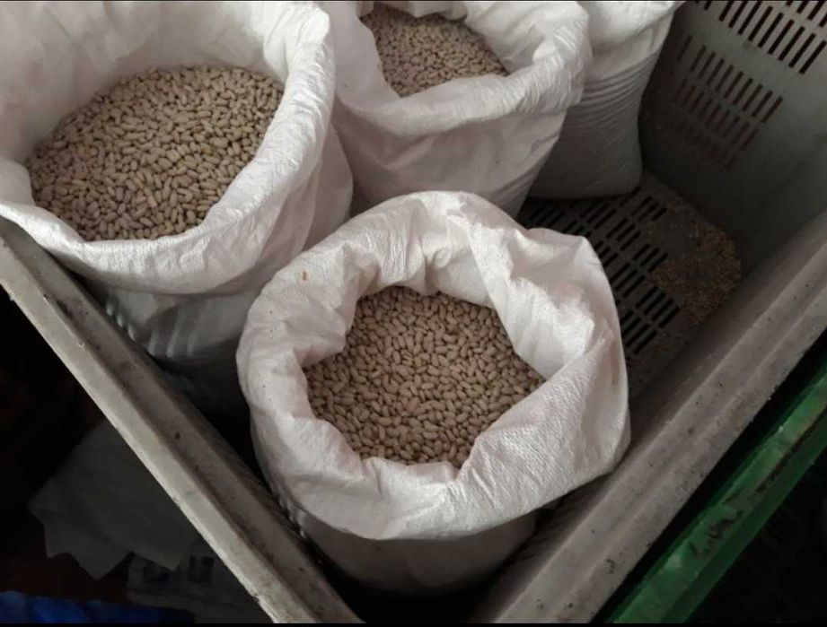 Feijão Seco para semear/consumo