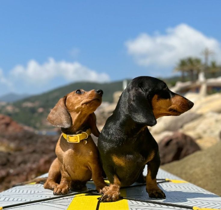 Руді і чорнопідпалий таксята.