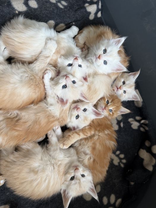 Кошкнята мейн кун