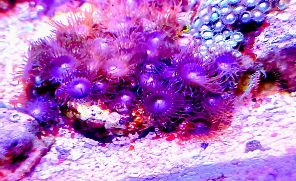 Corais vários frags
