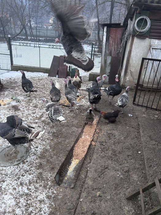 молоді індики,ціна в оголошенні за парку