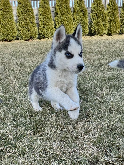 Siberian Husky szczenie