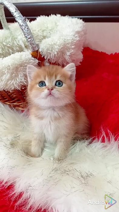 Очень ласковый котик золотая шиншилла