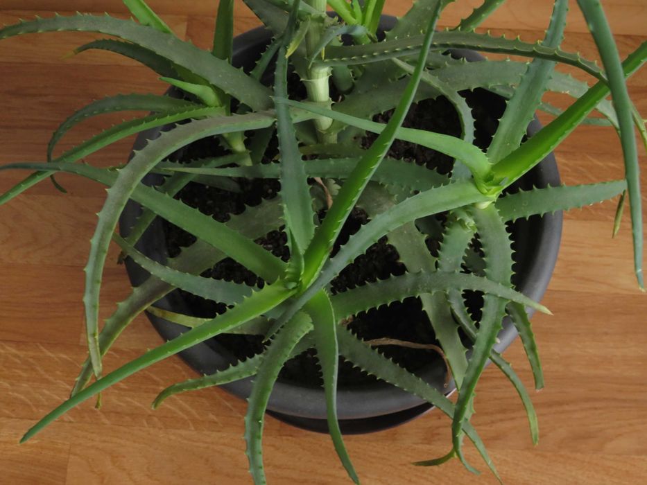 Aloes, 70 cm, sukulent