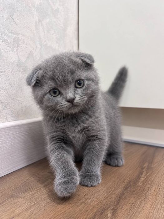 Шотландські висловухі  кошенята