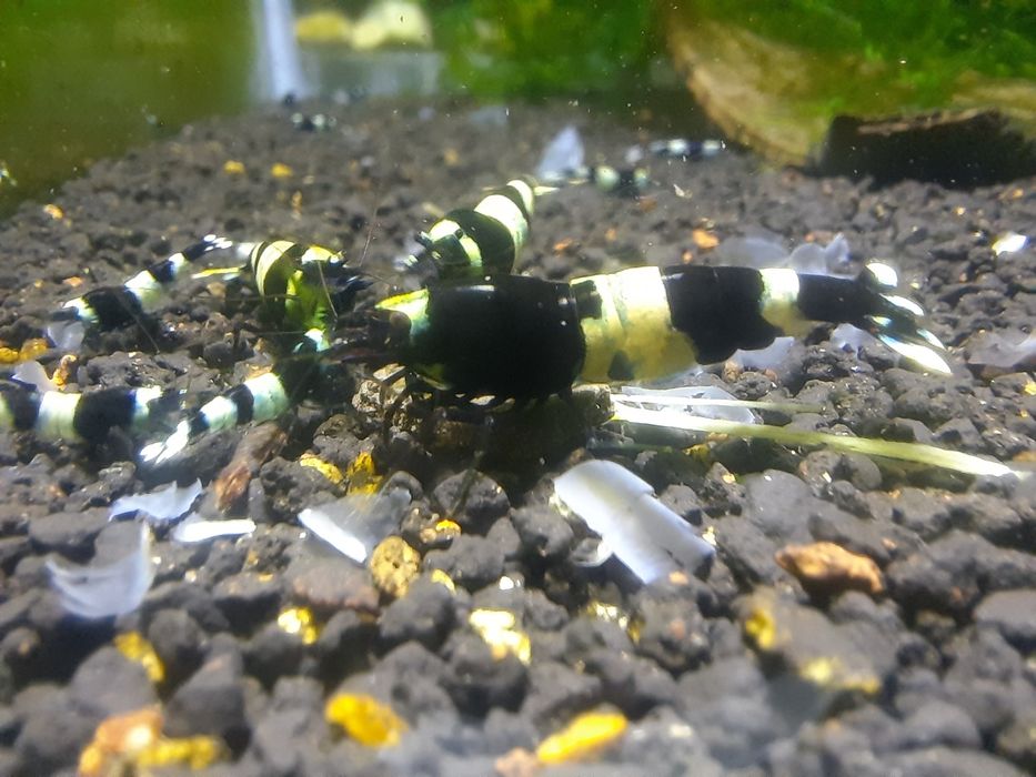 krewetki akwariowe Cardina taiwan  panda black