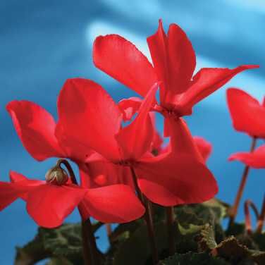 Цикломени насіння