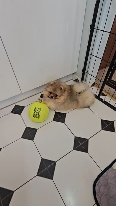 Miś pomeranian 3mc komplet szczepień