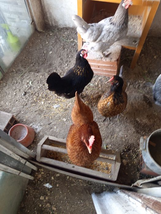 galinhas poedeiras saudáveis e desparasitadas