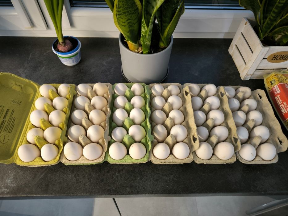 Jaja lęgowe, Włoszki, gołoszyjka olbrzymia, jajka,kury.