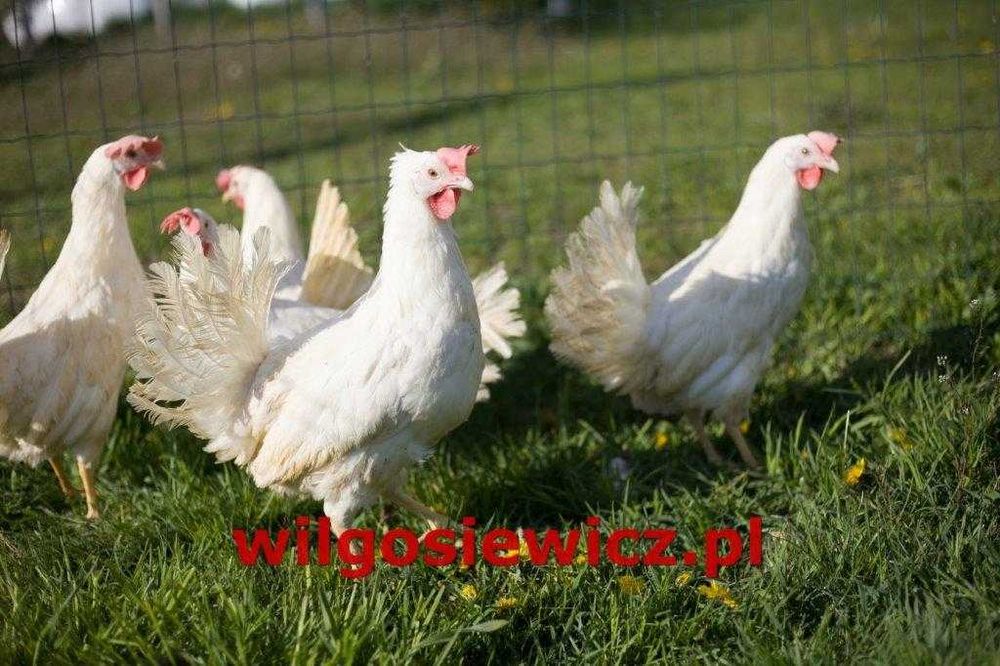 Kurka Nioska z dowozem
