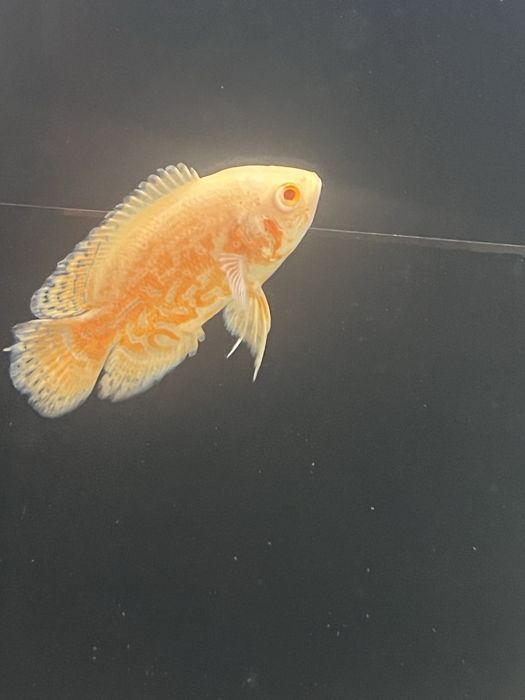 Oscar Red tiger/red Nemo/ red chilli GRADE A