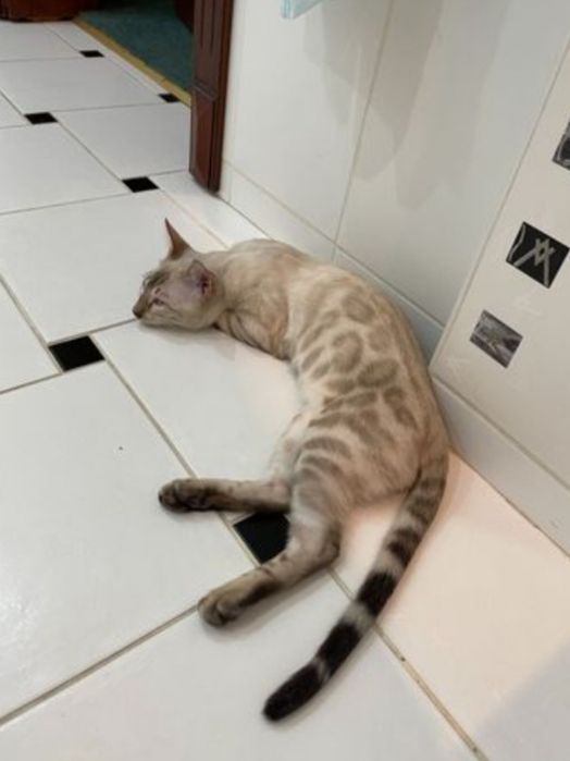 Снежный бенгальский кот