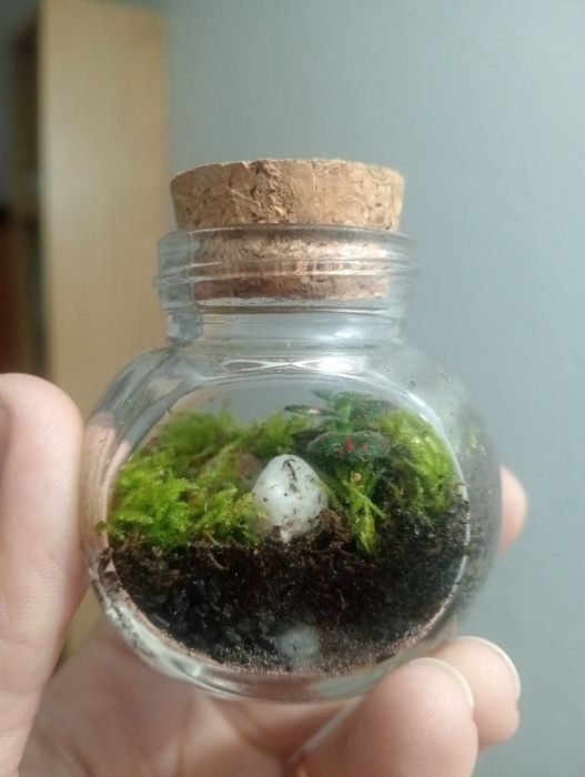 Mini terrário feito em casa