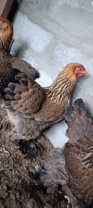 Pintos de Brahma Perdiz Gold Puros