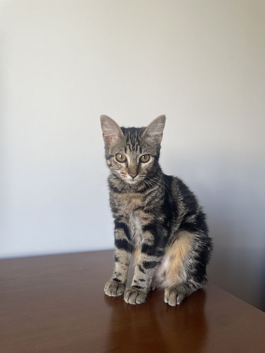 Gatinha para adoção