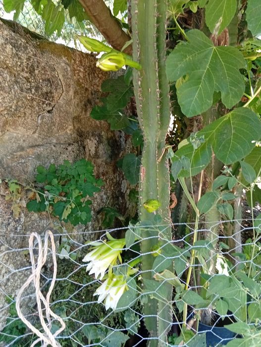 Catos gigantes San Pedro com flor..