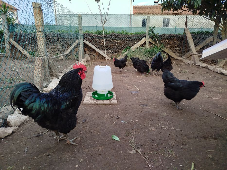 Vendo ovos galados de Jersey Gigante Negro