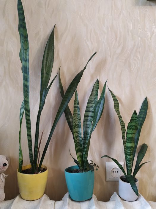 Сансеверия Сансеверія Сансевієрія кімнатна рослина вазонок