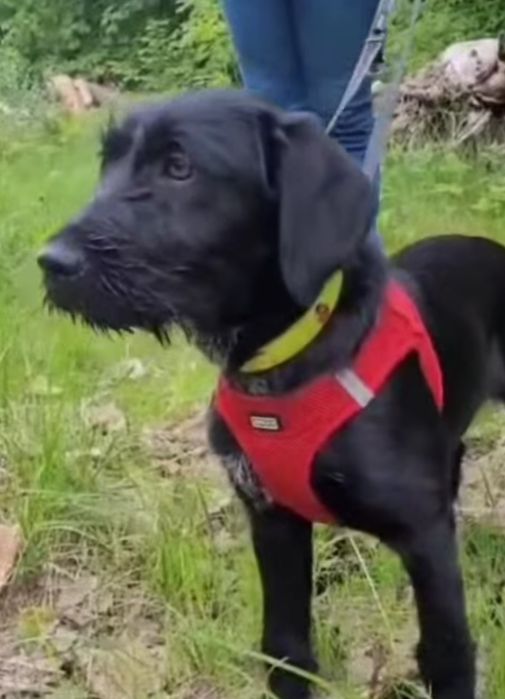 4 miesięczna sunia do adopcji