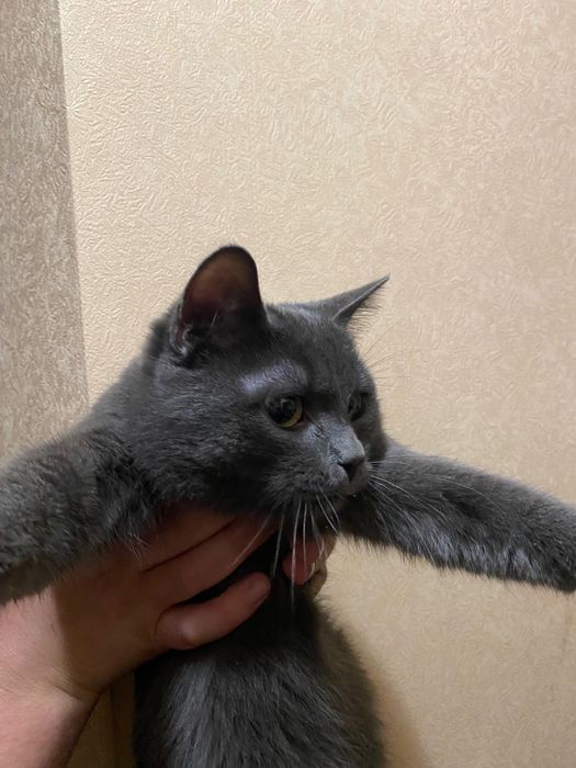 Віддам кота  в добрі руки