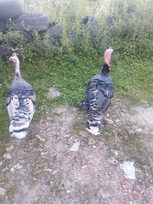 Індики продаються