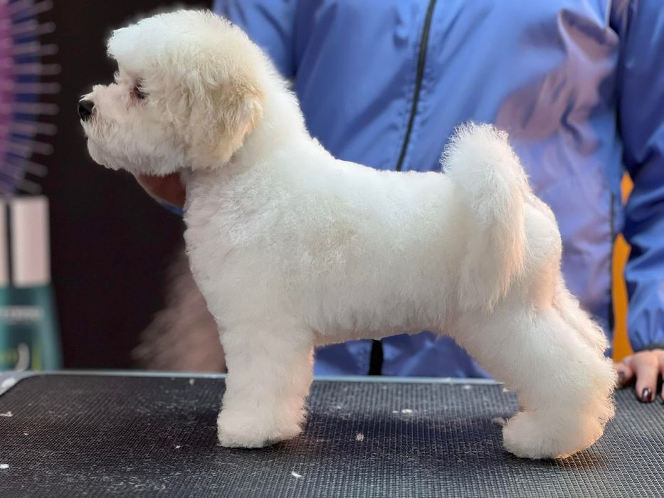 Бішон фрізе цуценята