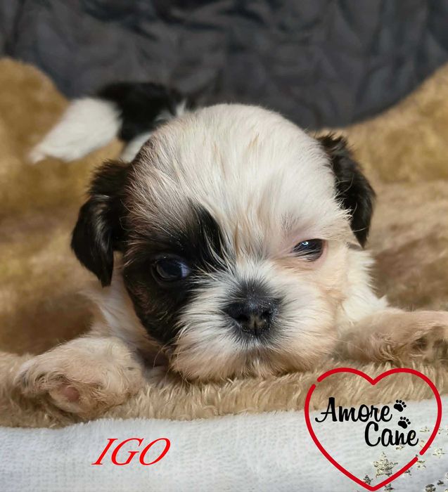 Przepiękny piesek shih-tzu IGO.