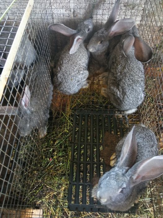 Продам кролі каліфорнія