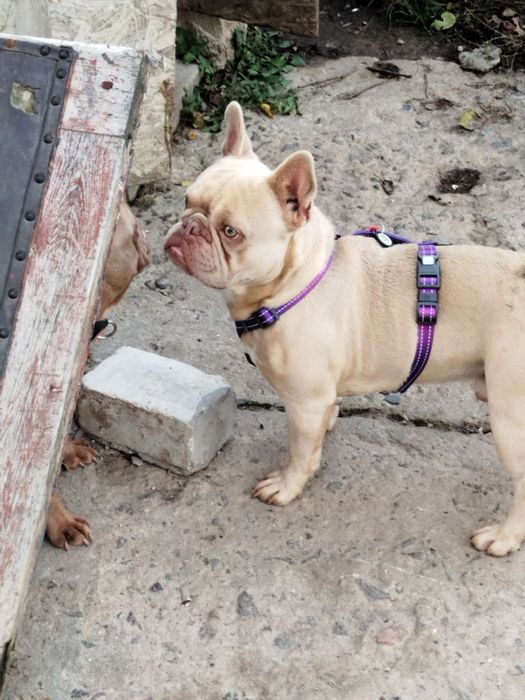 хлопик та дівчинка парою