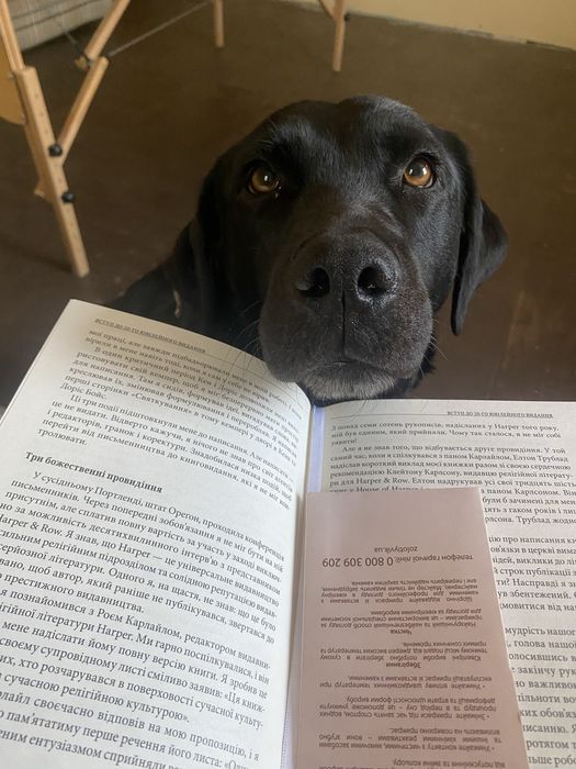 Лабрадор віддамо в добрі руки