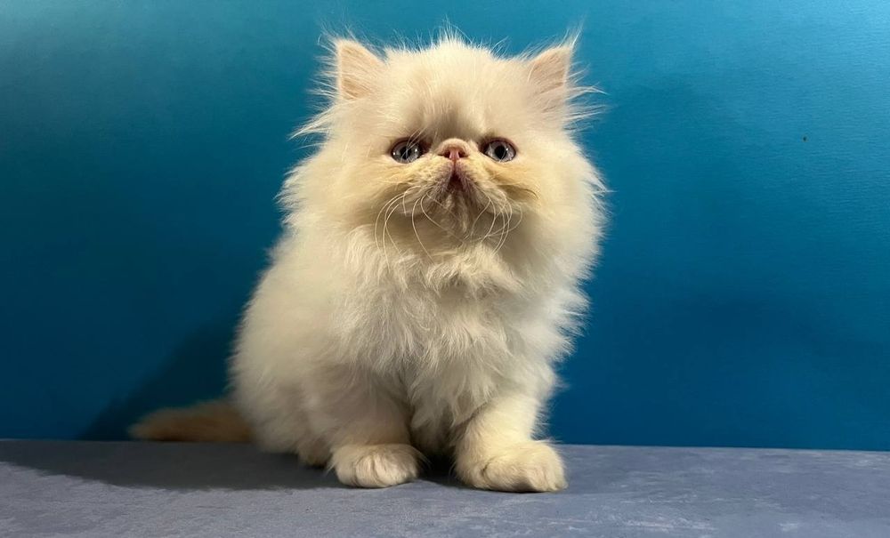 Персидські кошенята