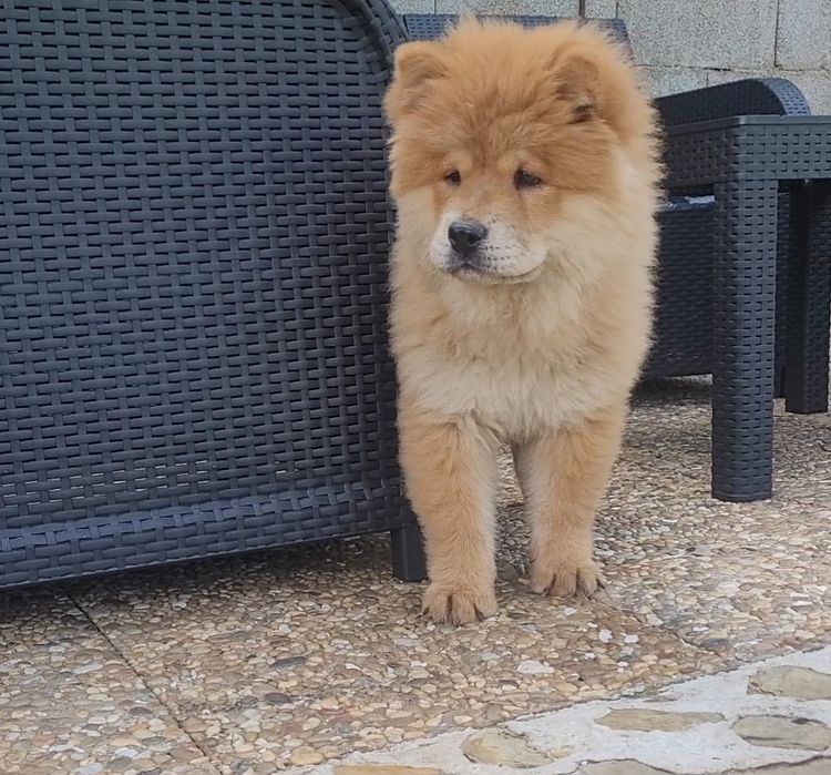 Chow chow laranja bebé