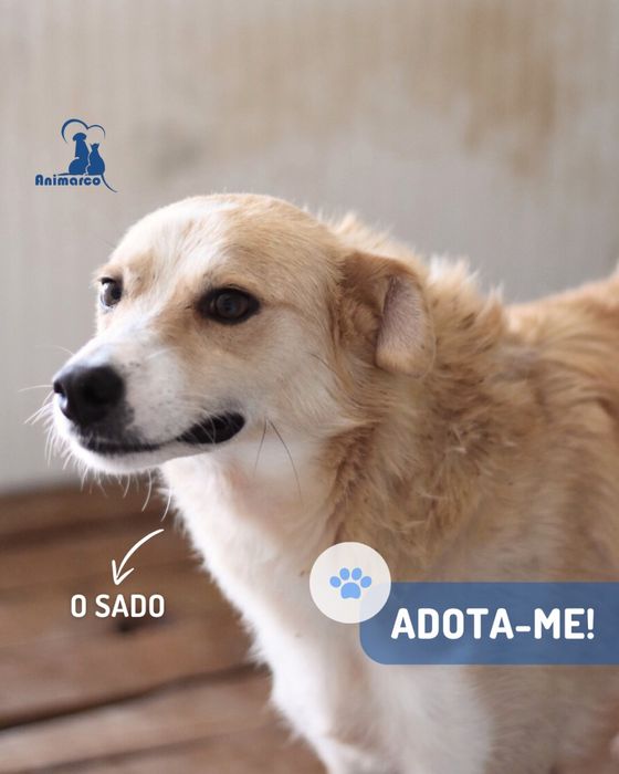 Sado cao jovem porte médio