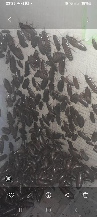 Таргани Мармурові для домашнього тераріуму