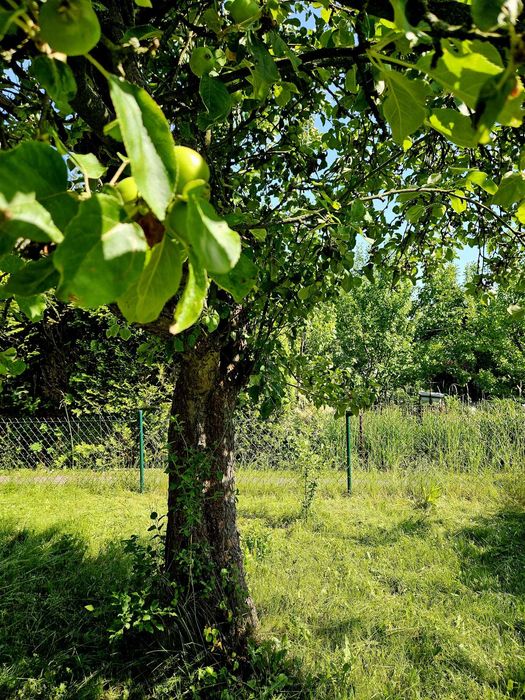 Działka ROD, im. Adama Mickiewicza, Warzywna 5, Pabianice 400 m² - Widok 4