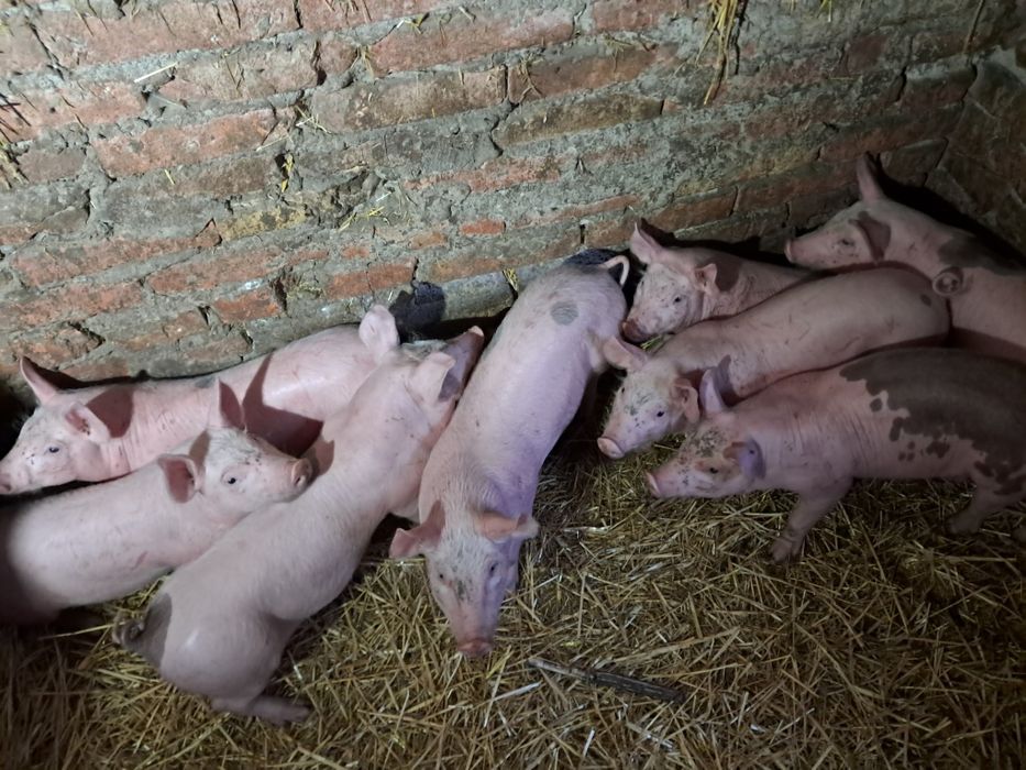 Поросята домашні.