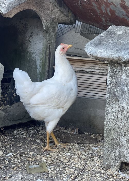 Galinhas Galos ou ovos Legorn