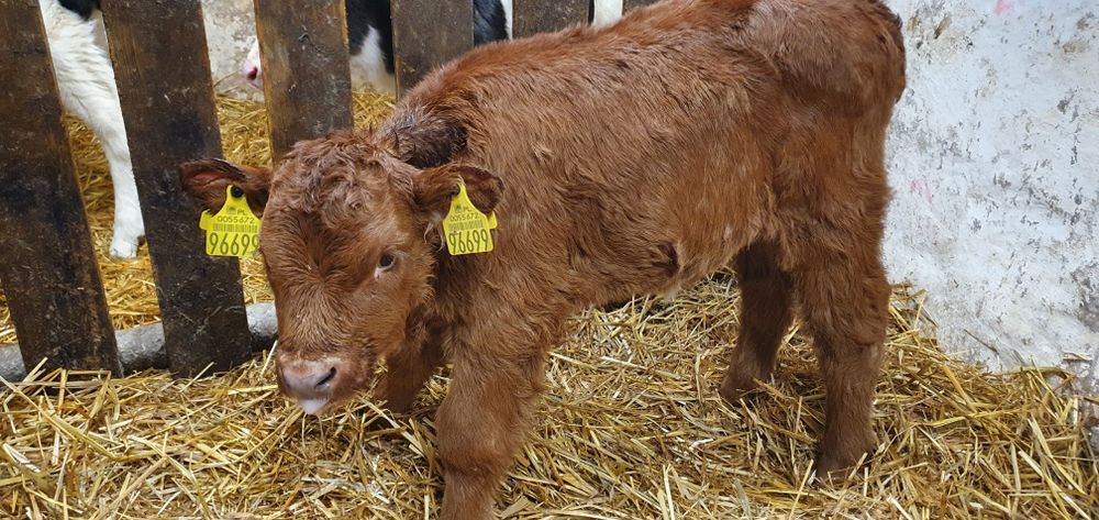 Byczki jałoszki cielaki, mięsne, mieszańce, NCB, HF sprzedam