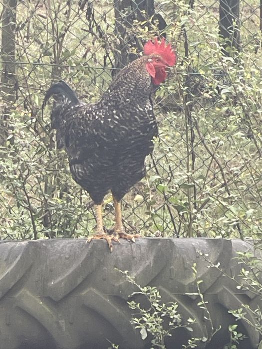 Galo pedrês português, boa raça.