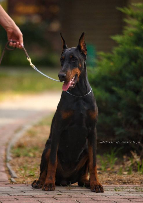 Чарівна дівчинка