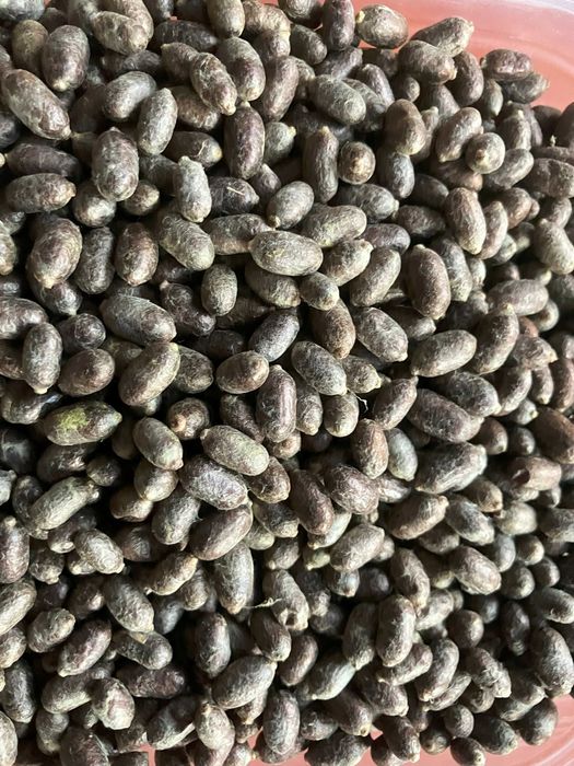 Kokony pszczółki murarki - 400 sztuk