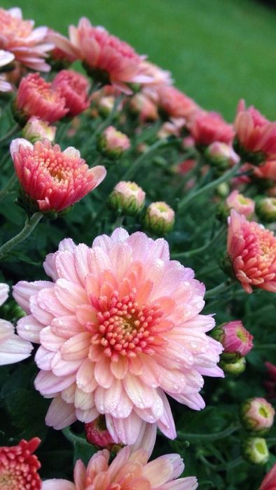 Високорослі хризантеми.