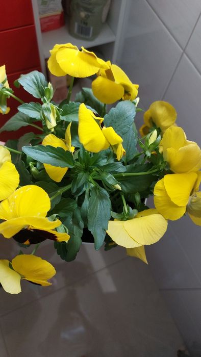 Bratki, kwiaty do domu